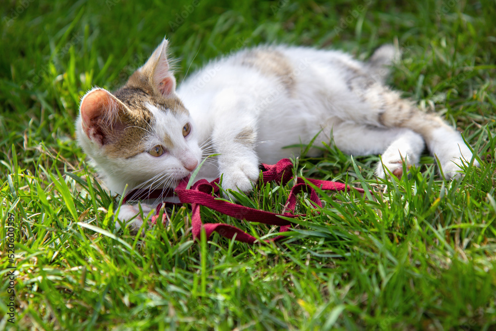 Młody kot bawiący się sznurkiem na trawniku