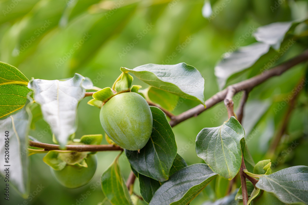 Ταπετσαρία Young fruits of oriental persimmon, on the tree