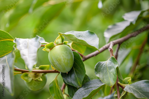 Young fruits of oriental persimmon, on the tree