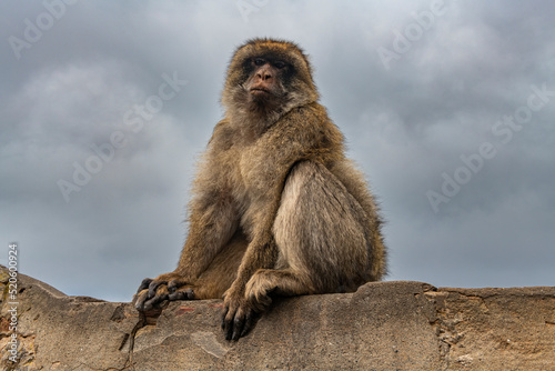 Barbary macaque, Gibraltar, British Overseas Territory photo
