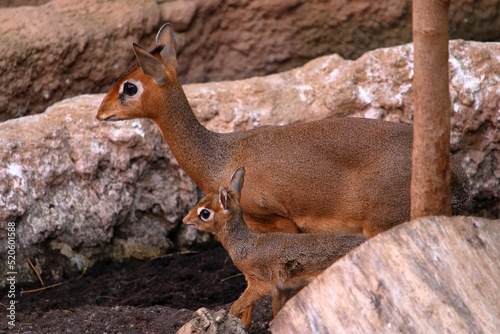 Closeup of mother and baby dik-dik surrounded by rocks photo