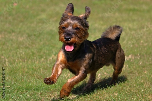 Fotografie Australian Terrier running on green grass on a sunny day