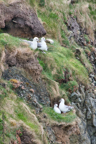 Two pairs of fulmar nesting on coastal ledges in Shetland, UK. Taken on a sunny day in spring in portrait - vertical format. photo