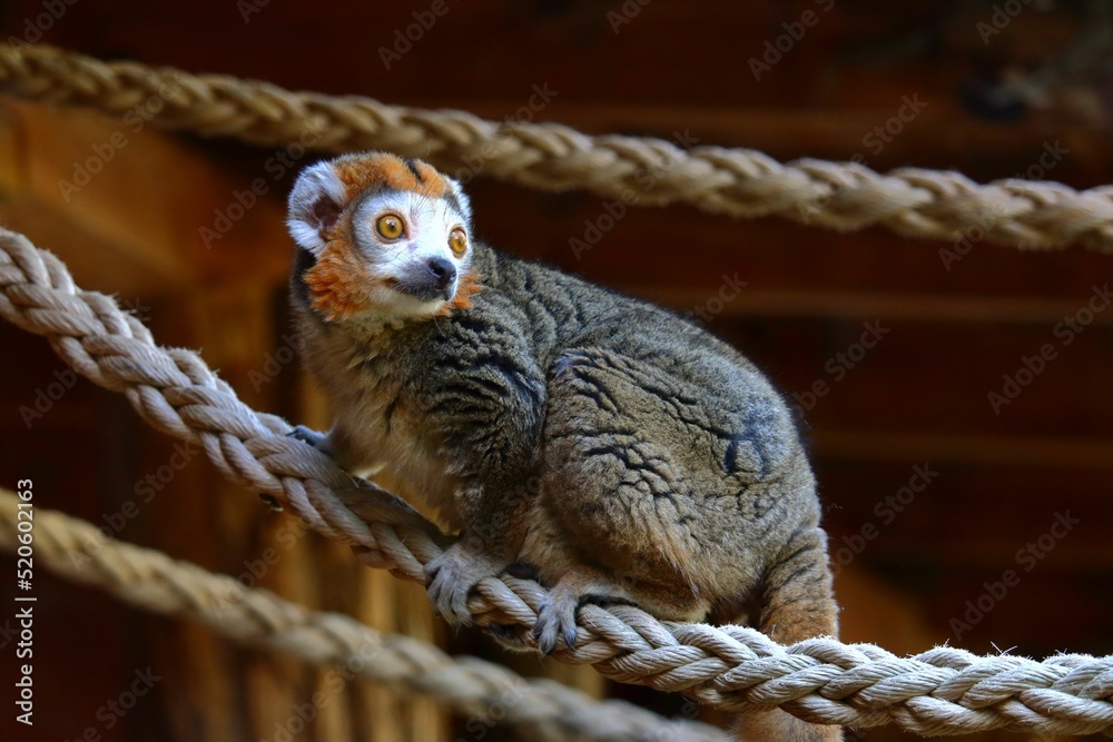 Fototapeta premium Closeup of ring-tailed lemur perching on rope and looking side