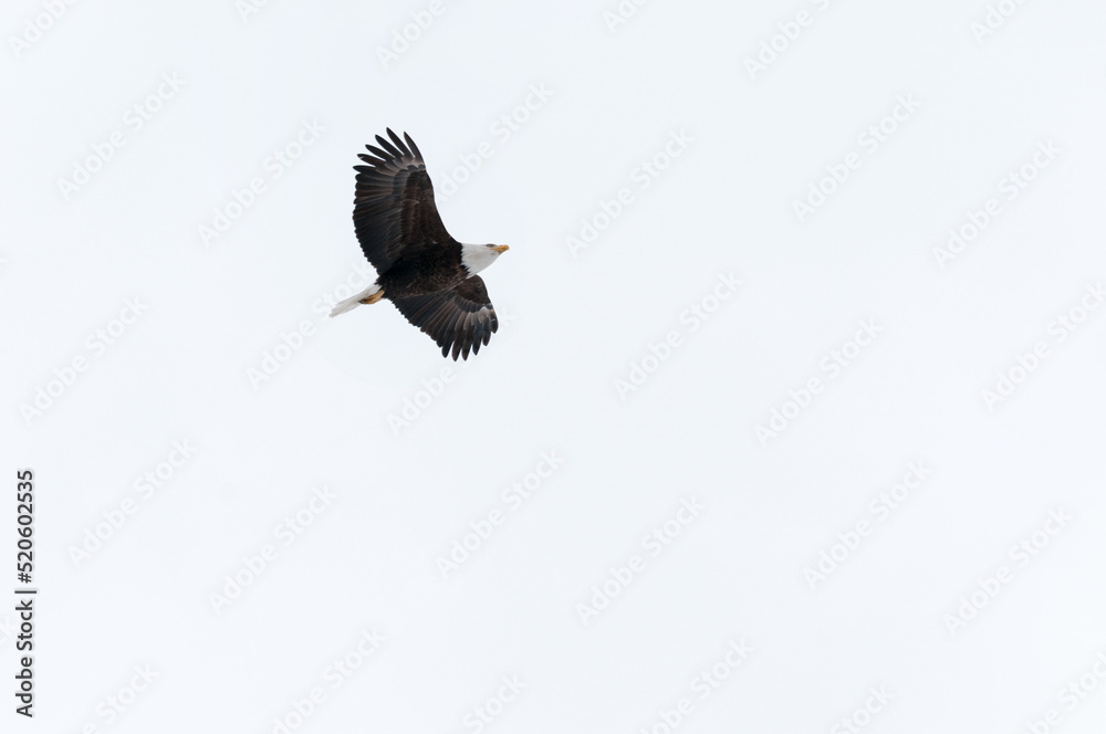 Obraz premium Bald Eagle Flying To Protect Nest