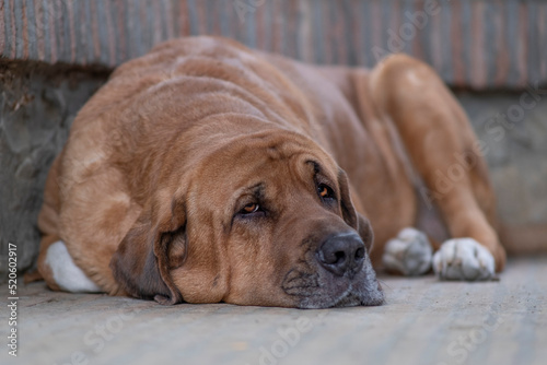 Broholmer brown dog breed lying on the ground and looking into camera, Italy photo