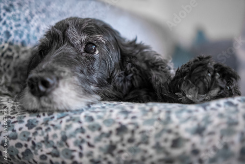 Black Cocker Spaniel dog breed lying on the sofa, Italy