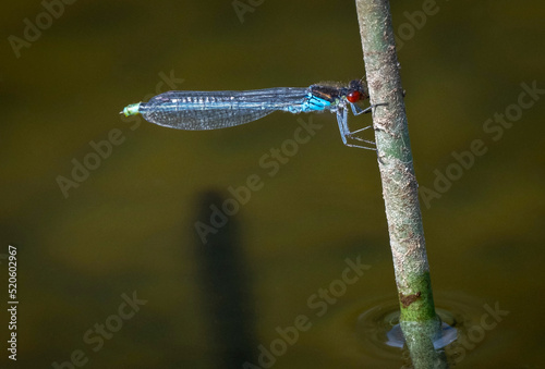 Red Eyed Damselfly (Erythromma najas), Anderton Nature Reserve, Cheshire, England, United Kingdom photo