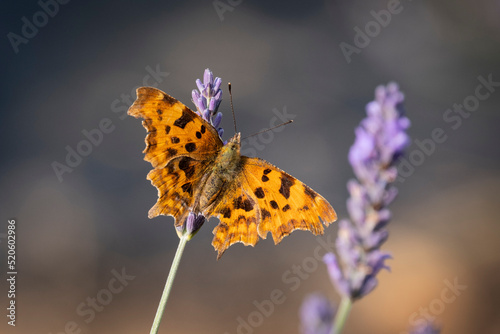 Comma Butterfly (Polygonia c-album) on Lavender (Lavandula), Cheshire, England, United Kingdom photo
