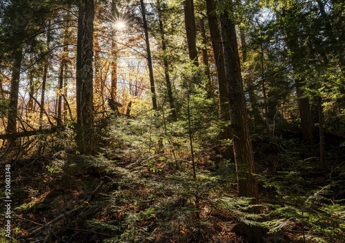 Sunlight penetrates the dense forest at Limberlost Lodge, Huntsville, Canada