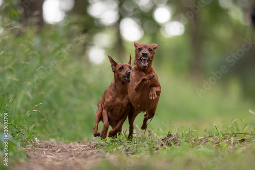 Two miniature pinscher dogs playing and fighting. Sharp teeth. Aggressive dogs.