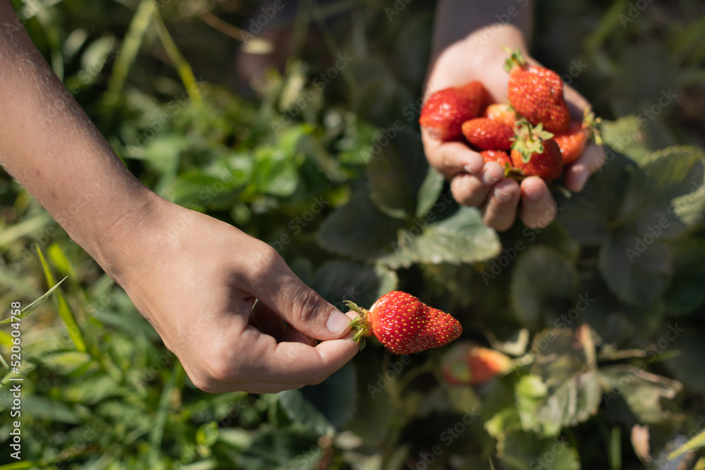 hands with fresh strawberries collected hands with fresh strawberries collected