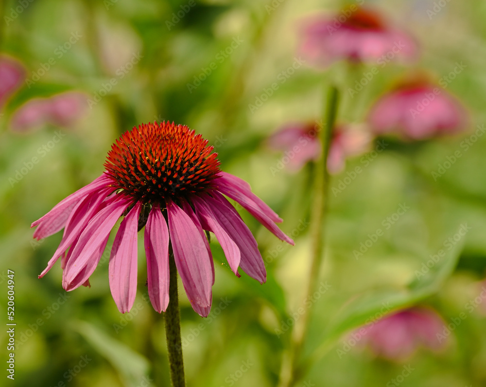Beautiful close-up of echinacea purpurea Beautiful close-up of echinacea purpurea