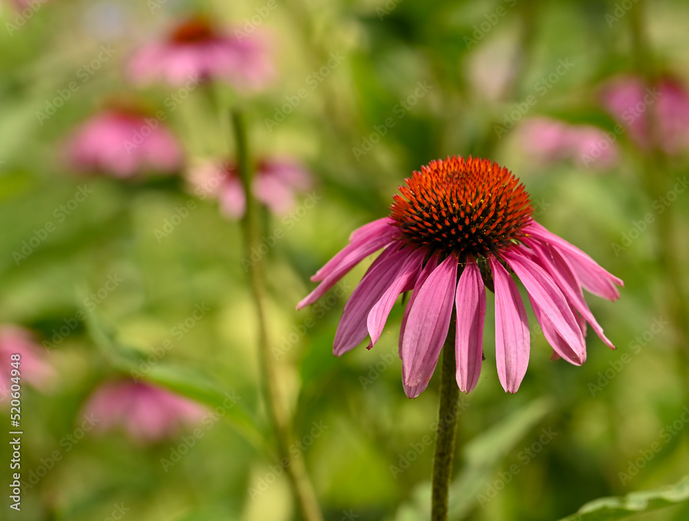 Beautiful close-up of echinacea purpurea Beautiful close-up of echinacea purpurea