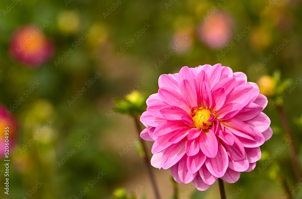 Obraz premium Beautiful close-up of a pink dahlia