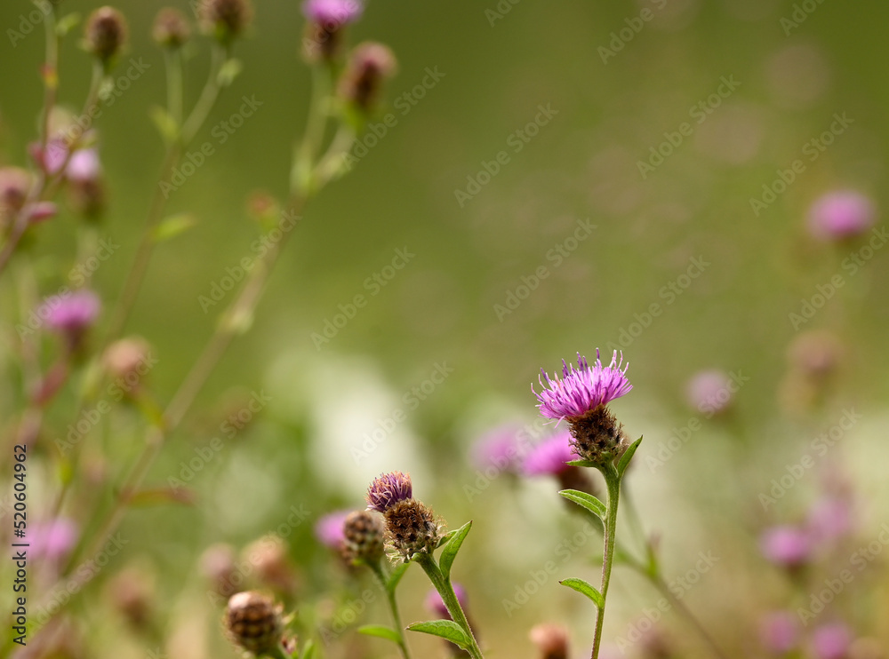Beautiful close-up of centaurea decipiens