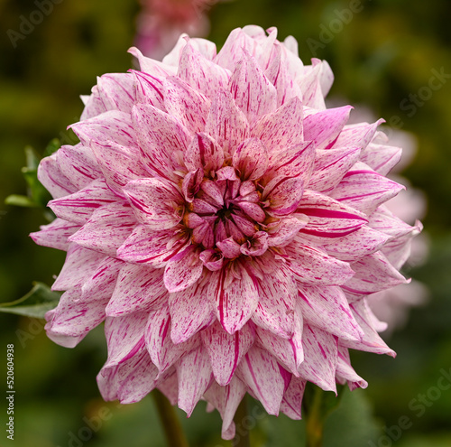 Beautiful close-up of a bicolor dahlia