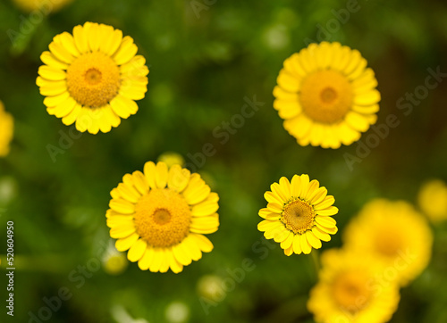 Beautiful close-up of cota tinctoria flower photo