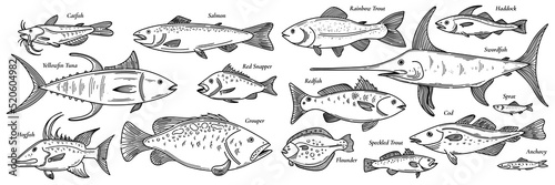 Doodle fishes, hand drawn fish flock set vector illustration isolated on white. Sea animals sketched icon collection