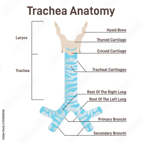 Trachea anatomy. Anterior trachea parts, cartilaginous tube that connects
