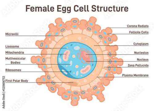 Female egg cell structure. Corona radiata, cytoplasm and nucleus. photo