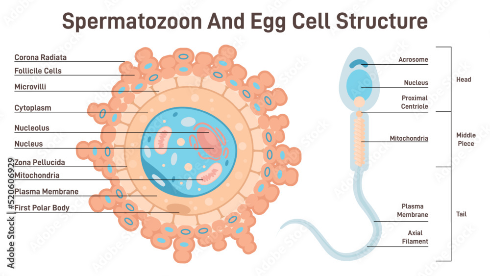 Female egg cell and sperm cell structure. Ovum and spermatozoon Stock