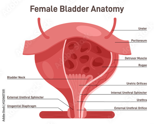 Female bladder anatomy. Healthy internal organ with urethra.