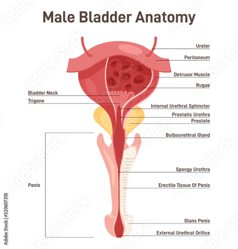 Male bladder anatomy. Healthy internal organ with urethra. Urology studying