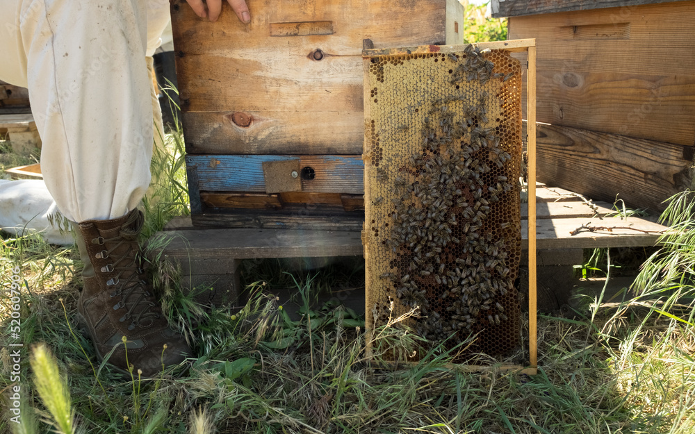 Tools for beekeeping. Bee hive, smoker, frame and chisel. Tools for beekeeping. Bee hive, smoker, frame and chisel.
