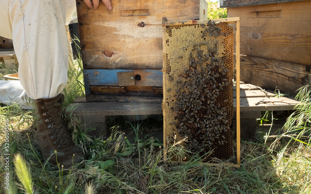 Tools for beekeeping. Bee hive, smoker, frame and chisel.