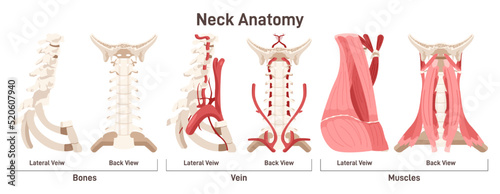 Photo Neck anatomy front and side view. Didactic scheme of anatomy