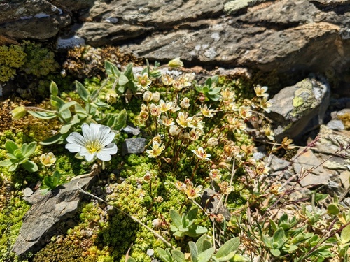 alpine meadow in the swiss mountains. High quality photo.