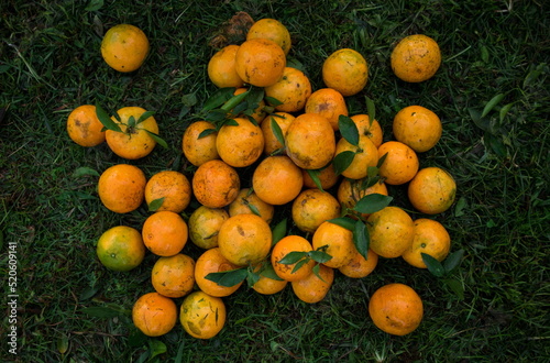 fresh oranges from the garden