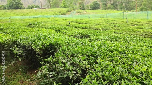 Beautiful shot of rows of green tea plants on an agricultural field in Ghorakhal, Bhimtal photo