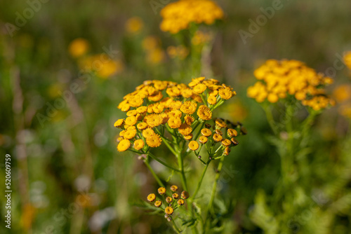 Yellow tansy flowers Tanacetum vulgare  common tansy  bitter button  cow bitter  or golden buttons in the green summer meadow. Yellow flowering of tansy in the meadow.