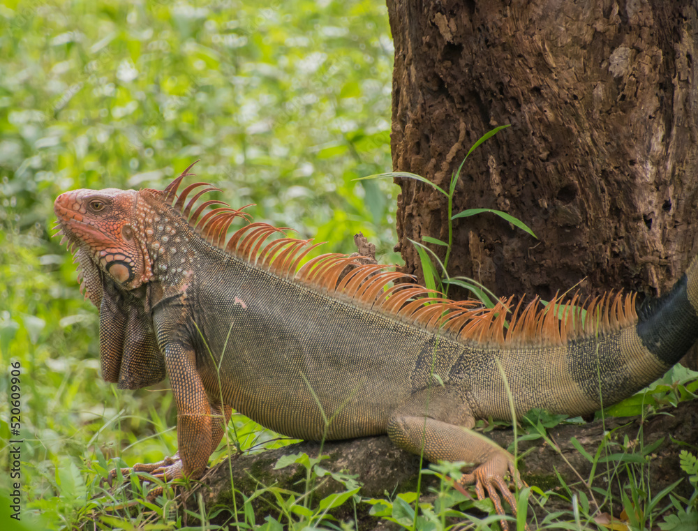 Iguanas are native to tropical areas of Mexico, Central America, South America. Iguanas are native to tropical areas of Mexico, Central America, South America.