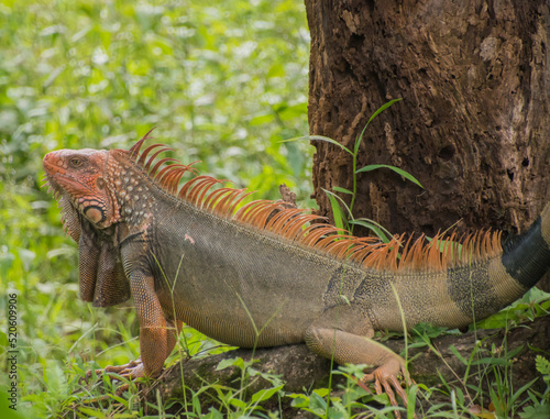 Iguanas are native to tropical areas of Mexico  Central America  South America.