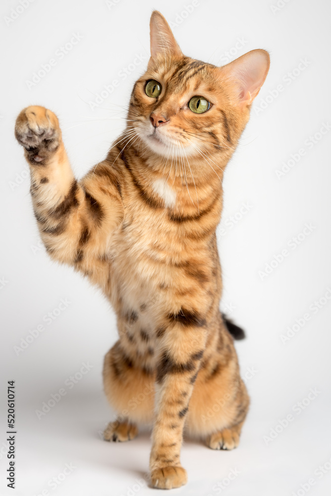 Bengal cat with paw up in the background.