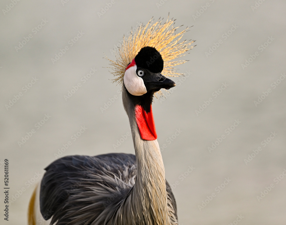 Fototapeta premium Beautiful Grey Crowned Crane 