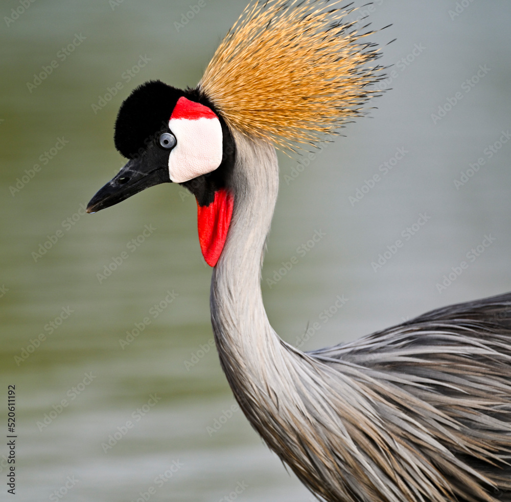 Fototapeta premium Beautiful Grey Crowned Crane