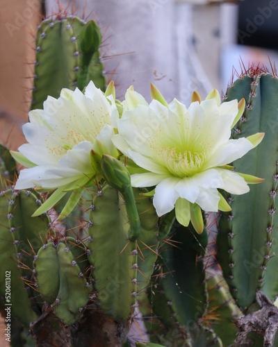 Vertical shot of a Peruvian apple cactus with white flowers in daylight photo