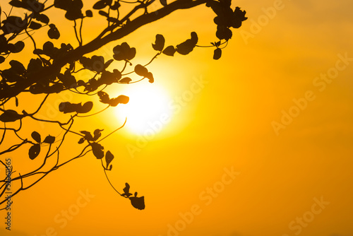Tree branches through sunset sun  summer sunset landscape