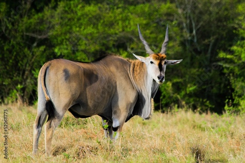 Closeup shot of a Giant eland in a meadow photo