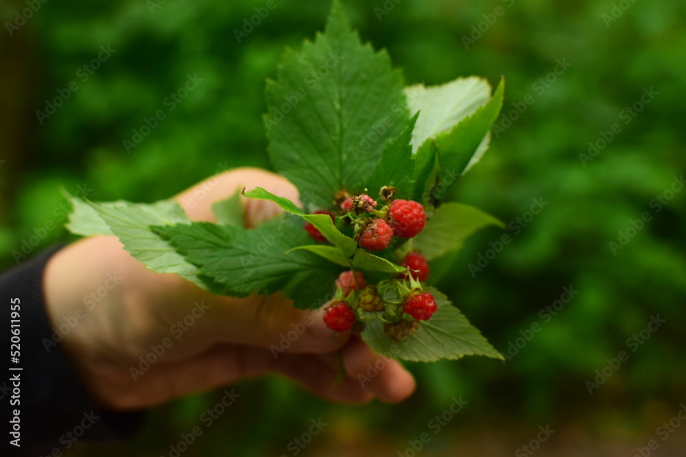 Photo of raspberry bouquet Photo of raspberry bouquet