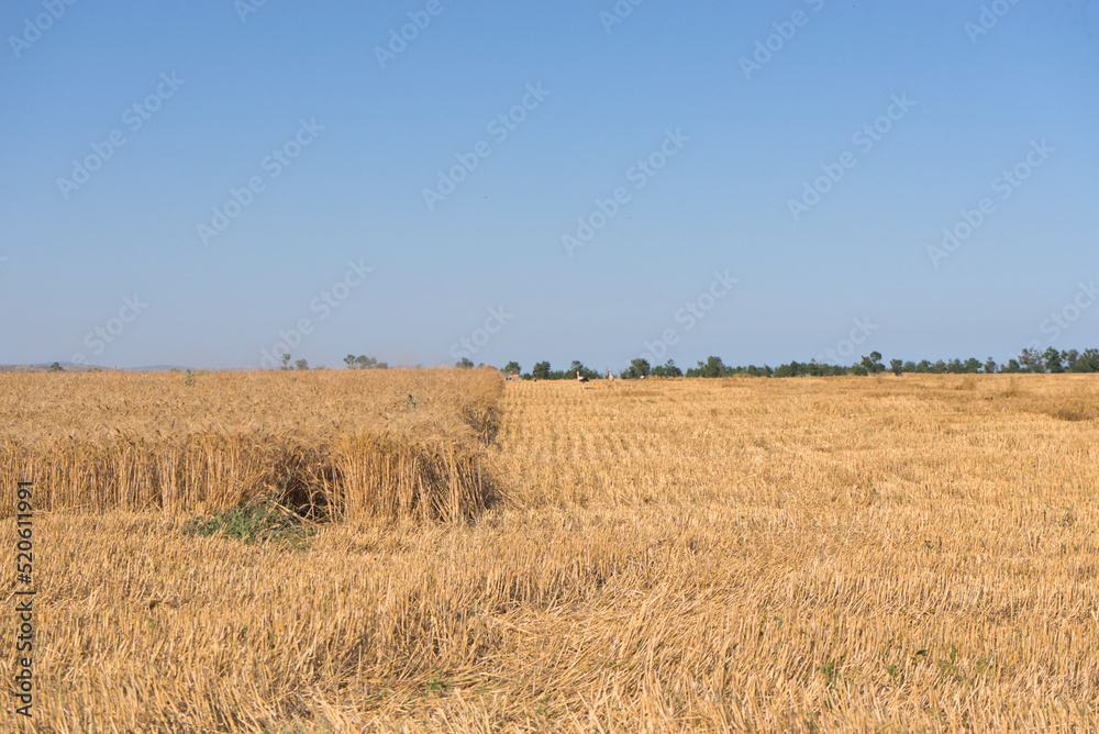 Fototapeta premium Ears of wheat on the field. Wheat field