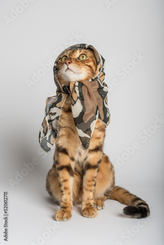 Funny cat in a silk scarf on a white background.