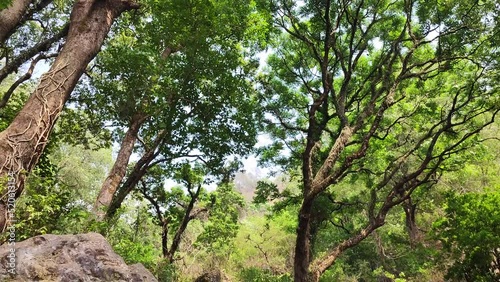 Beautiful shot of green trees over a flowing rocky waterfall in Bhimtal, India photo