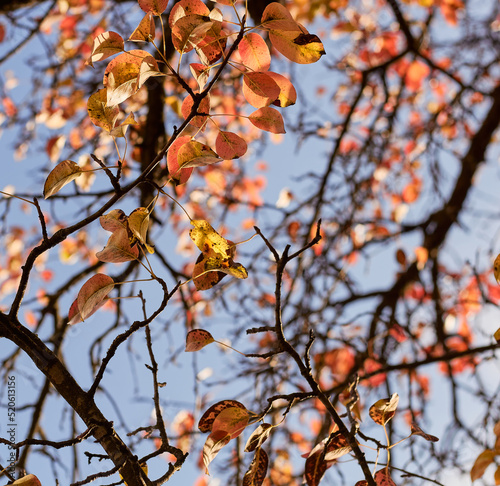 Apple tree branches with autumn leaves on sky background.  © Live heavenly