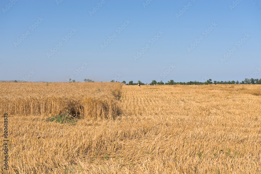 Ears of wheat on the field. Wheat field