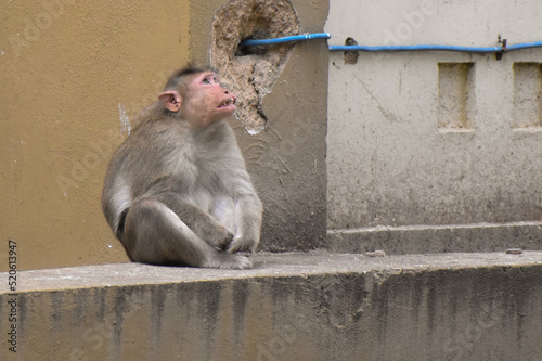 Canvas Print sad monkey staring at the sky